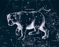 Картина автора Гевелий Ян под названием Uranographia - Ursa Major  				 - Уранография - Большая Медведица