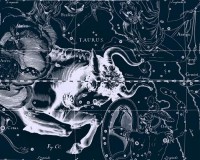 Картина автора Гевелий Ян под названием Uranographia - Taurus  				 - Уранография - Телец