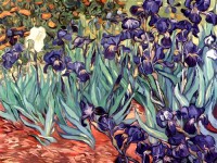 Картина автора Винсент Ван Гог под названием Irises