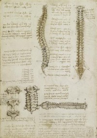 Картина автора да Винчи Леонардо под названием Columna vertebralis  				 - Позвоночник