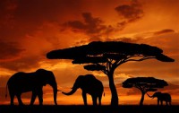 Картина автора Животные под названием Африка