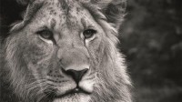 Картина автора Животные под названием leon  				 - лев