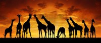 Картина автора Животные под названием Африка