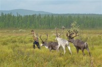 Картина автора Животные под названием Boy with deers  				 - Мальчик с оленями