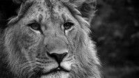 Картина автора Животные под названием lion  				 - лев