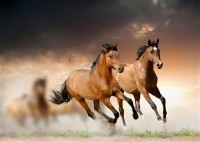 Картина автора Животные под названием horse  				 - лошади