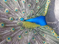 Картина автора Постеры под названием peacock  				 - Павлин