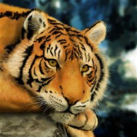Картина автора Животные под названием Тигр