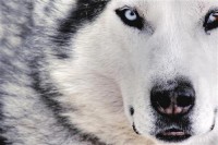 Картина автора Постеры под названием Wolf  				 - Волк