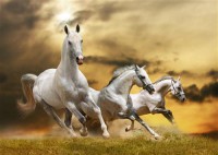 Картина автора Животные под названием white horses  				 - Белые лошади