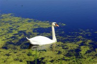 Картина автора Животные под названием Swan  				 - Лебедь