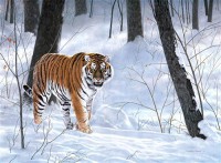Картина автора Постеры под названием tiger  				 - тигр