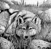 Картина автора Постеры под названием Волк
