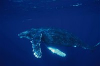 Картина автора Животные под названием Whales  				 - Синий кит
