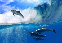 Картина автора Постеры под названием delfines  				 - дельфины