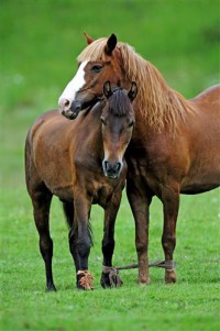 Картина автора Животные под названием Horses. associated with love  				 - Лошади. связанные любовью