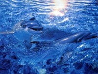 Картина автора Животные под названием дельфины