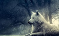 Картина автора Постеры под названием wolf  				 - волк