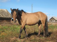 Картина автора Животные под названием Vyatka horse  				 - Вятская лошадь