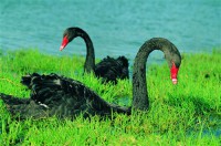 Картина автора Животные под названием Black Swan  				 - Черный лебедь