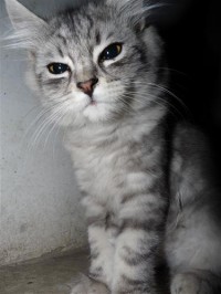 Картина автора Животные под названием kitten  				 - котёнок