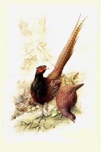 Картина автора Животные под названием Forest Birds  				 - Лесные птицы