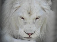 Картина автора Постеры под названием White Lion  				 - Белый лев