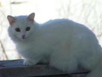 Картина автора Животные под названием Cat Sima  				 - Кошка СИМА