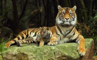 Картина автора Животные под названием Тигры