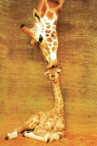 Картина автора Постеры под названием жирафы  				 - жирафы