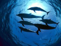 Картина автора Животные под названием Dolphin  				 - Дельфины