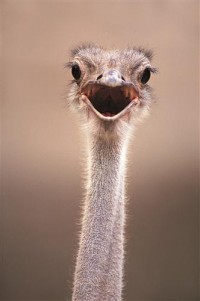 Картина автора Животные под названием Ostrich  				 - Страус