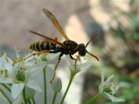 Картина автора Природа под названием wasp  				 - Оса