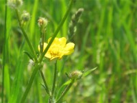 Картина автора Природа под названием Field flower  				 - Полевой цветочек