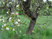 Картина автора Природа под названием Blossoming apple  				 - Цветущая яблоня