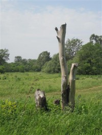 Картина автора Природа под названием Dead tree  				 - Мёртвое дерево