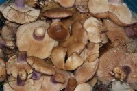 Картина автора Природа под названием mushrooms  				 - грибы