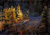 Картина автора Постеры под названием Morning in the forest  				 - Утро в лесу