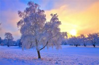 Картина автора Природа под названием Зима
