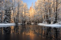 Картина автора Природа под названием Зима