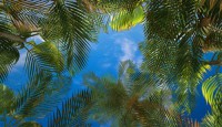 Картина автора Природа под названием palm view from below  				 - пальмы вид снизу