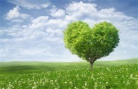 Картина автора Природа под названием the love tree  				 - дерево любви