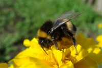 Картина автора Природа под названием bumblebee  				 - Шмель
