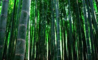 Картина автора Постеры под названием бамбук