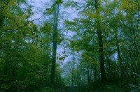 Картина автора Природа под названием Осенний лес