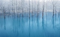 Картина автора Природа под названием лес во льду