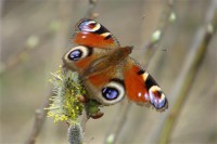 Картина автора Природа под названием butterfly  				 - Бабочка