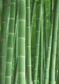 Картина автора Природа под названием Bamboo  				 - Бамбук