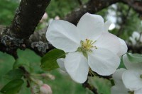 Картина автора Цветы под названием apple-tree  				 - Яблоня