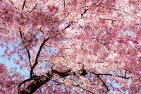 Картина автора Цветы под названием Весна